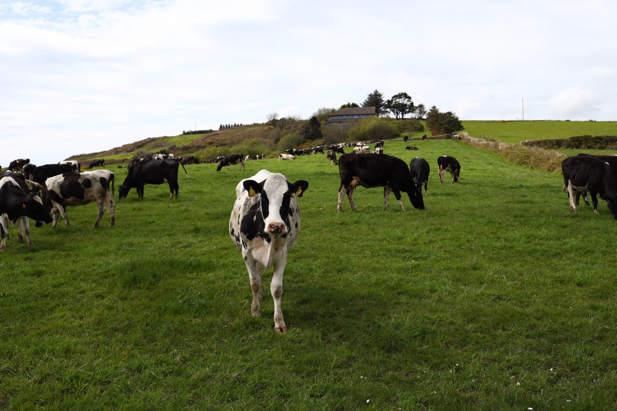 Irish cows are known for their butter
