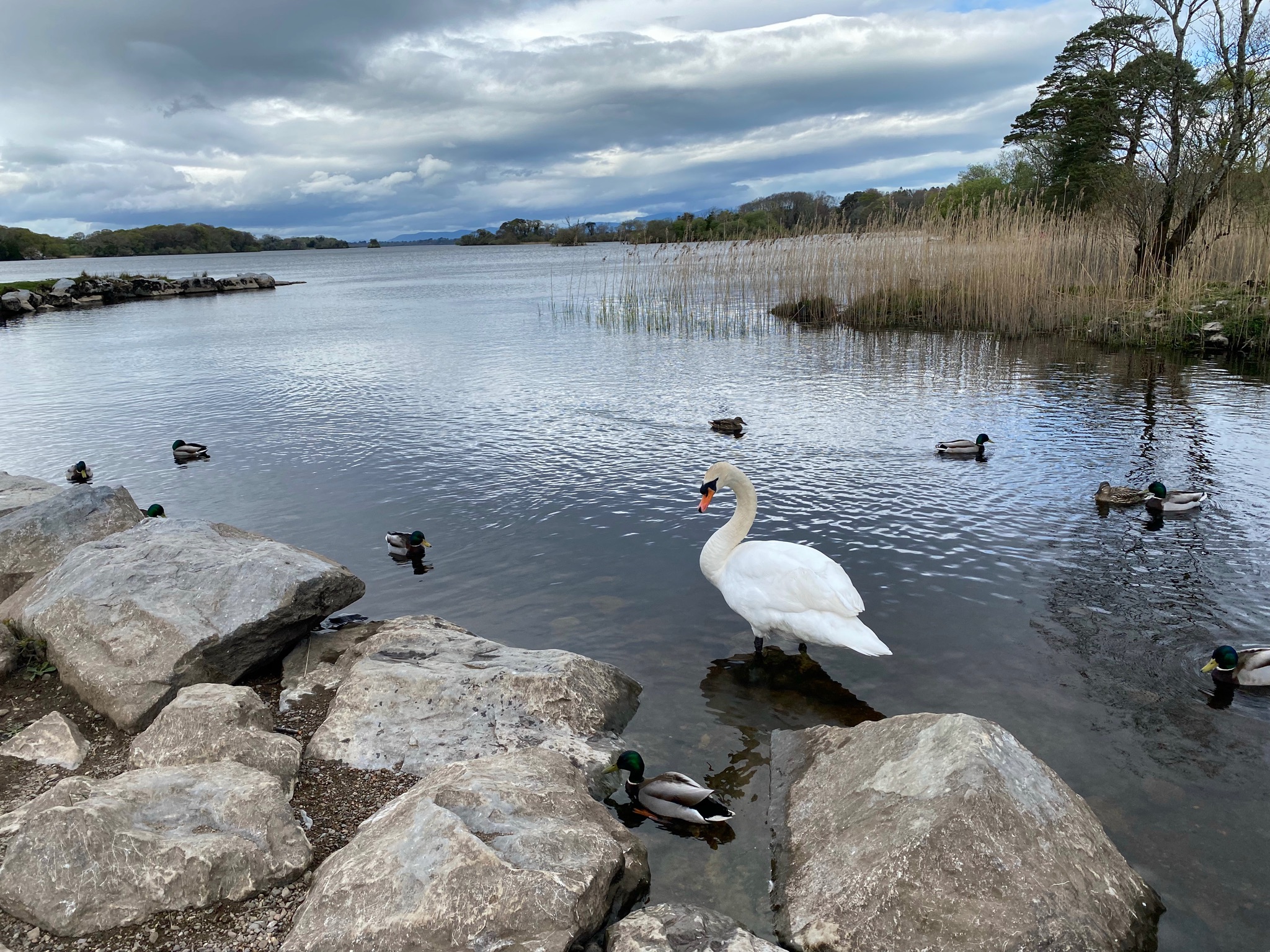 Beauty of Ross Castle
