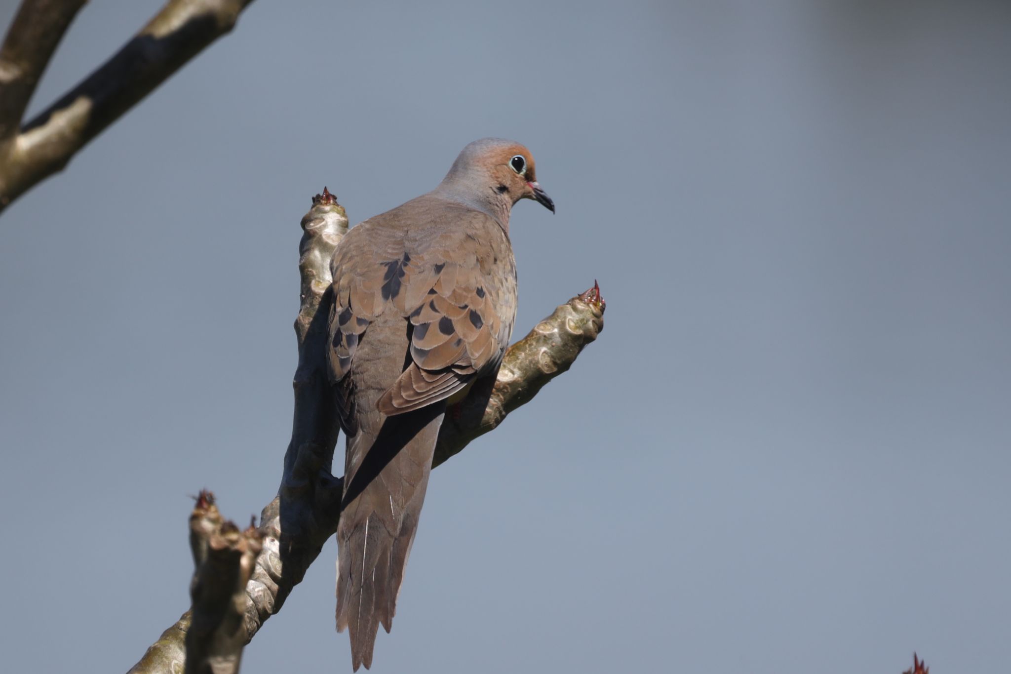 Mourning Dove