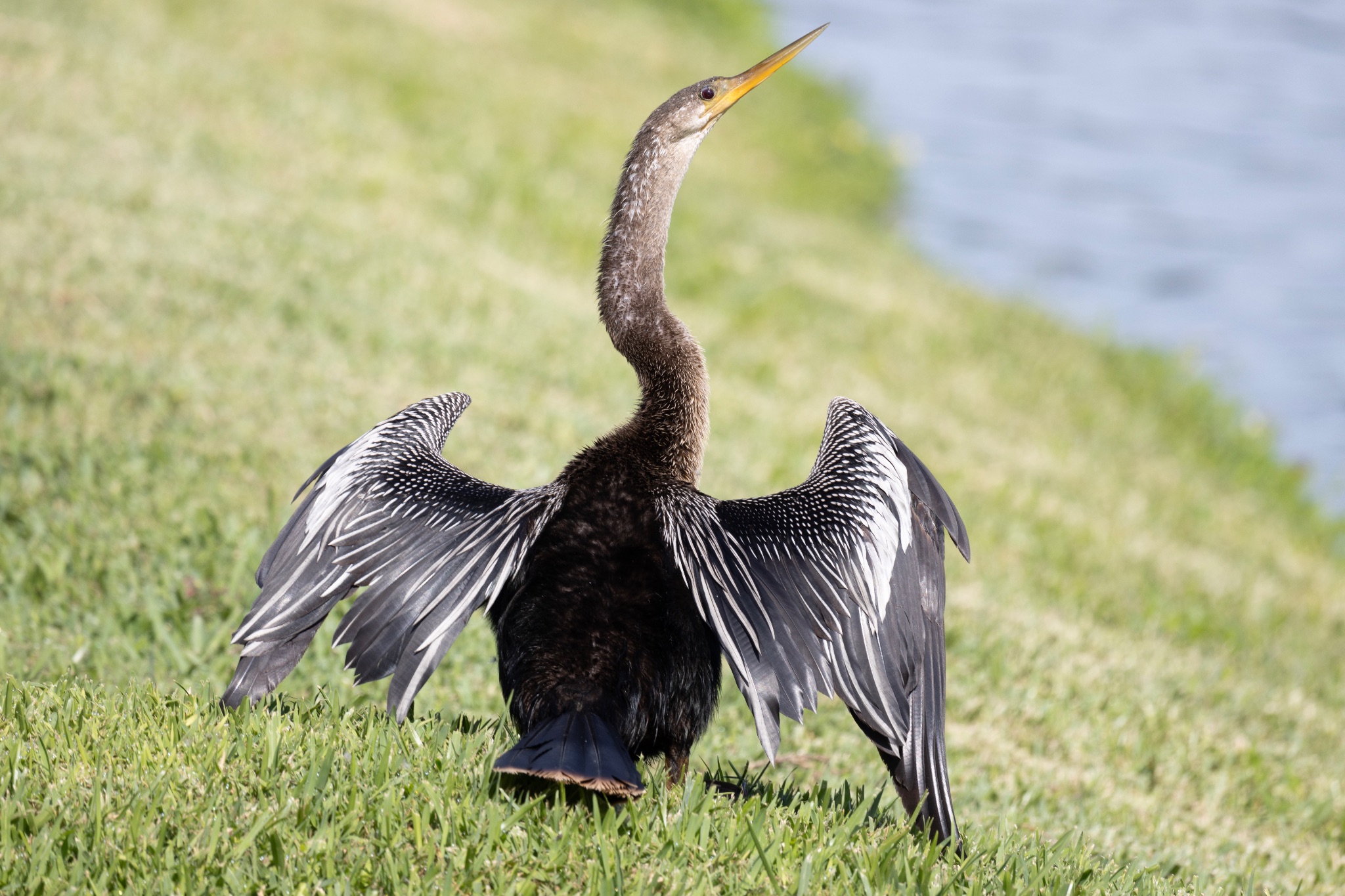 Anhinga